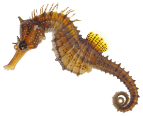 Common Seahorse, Hippocampus kuda isolated on white background png transparent clipart.