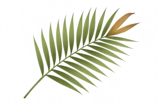 Palm frond with green leaves and a dry yellow end, representing tropical plant botany on transparent background