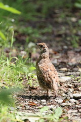 The hazel grouse (Tetrastes bonasia vicinitas), sometimes called the hazel hen, is one of the smaller members of the grouse family of birds.