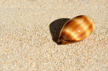 貝殻の造形　タカラガイ　グラフィック素材