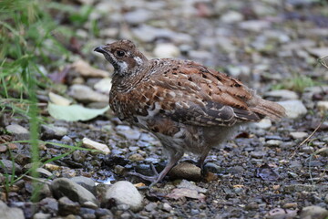 Obraz premium The hazel grouse (Tetrastes bonasia vicinitas), sometimes called the hazel hen, is one of the smaller members of the grouse family of birds.