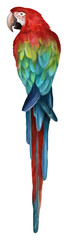 A colorful tropical macaw parrot perched gracefully, painted in vivid red, blue, and green watercolor tones.
