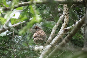 The hazel grouse (Tetrastes bonasia vicinitas), sometimes called the hazel hen, is one of the smaller members of the grouse family of birds.