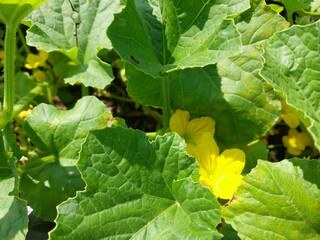 Green melon leaves with yellow flowers 