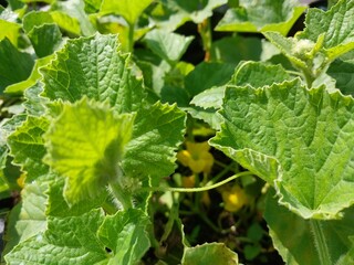 Green melon leaves