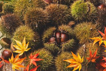 秋のイメージ　栗