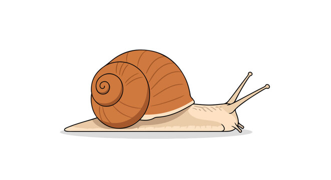 A Charming Snail Illustration: Delightful depiction of a snail with a distinctive shell, presented on a pristine white backdrop creating a visually