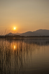 Obraz premium Tranquil golden sunset reflecting on calm lake with mountain silhouette. Tall reed in foreground creates peaceful atmosphere and sense of serenity in nature