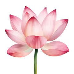 Fototapeta premium Pink Lotus Botanical Lotus Flower