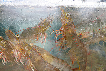 Live prawn in tank for seafood