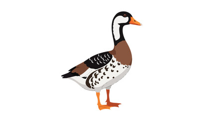 Elegant Goose Illustration with Distinctive Markings for Nature and Wildlife Design Projects