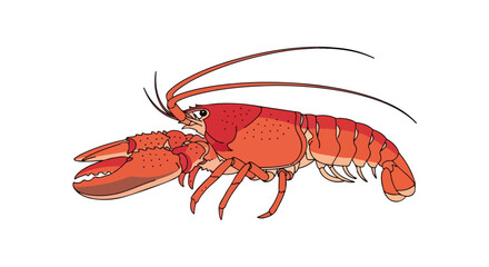 Vibrant Red Lobster Illustration with Intricate Line Work and Engaging Presentation for Culinary or Marine-Themed Projects