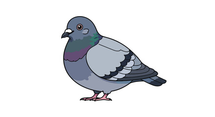 Illustration of a common pigeon standing on a solid white background in a simple graphic style design