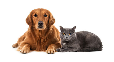 Fototapeta premium Golden retriever dog and gray cat together isolated on transparent background