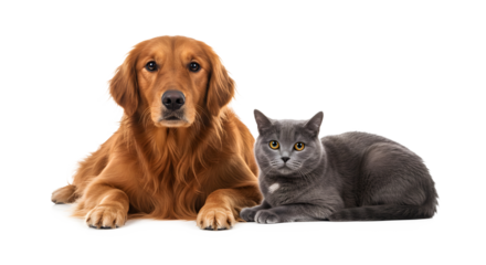 Golden retriever dog and gray cat together isolated on transparent background