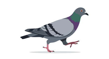 Pigeon Ambling Illustration: A Streamlined Depiction of an Urban Bird's Perambulation Against a Clear Background