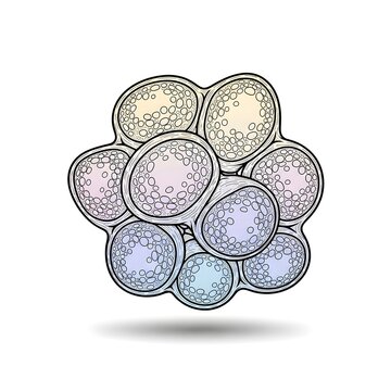 Morula stage of embryonic development isolated on white background illustration