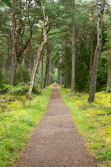Obraz premium Rural cycle path through the forests and landscapes of southern Denmark