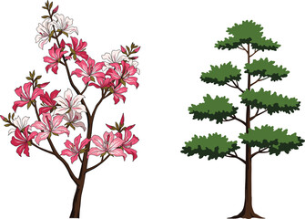 Fototapeta premium Flowering shrub with pink white blossoms, coniferous evergreen tree with layered foliage, nature contrast, botanical garden landscape, seasonal flora, cad drawing flat vector illustration