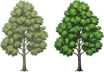 Tree illustration, comparison of faded foliage tree and vibrant green tree, botanical drawing, natural landscape, greenery design, educational art, cad drawing flat vector illustration © Itz Joydip