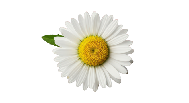 White daisy flower with yellow center isolated on transparent background