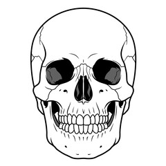 Detailed human skull front view anatomical drawing for medical and artistic use silhouette Flat design vector illustration isolated on a white background