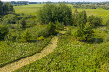 Partly abandoned meadows in autumn with willow bushes and trees, Bialowieza Forest, Poland, Europe