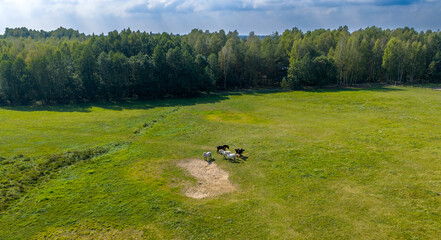 Partly abandoned meadows in autumn