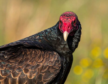 Portrait of a turkey vulture with red head