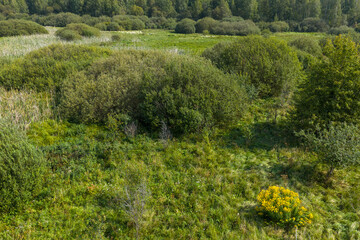Partly abandoned meadows in autumn