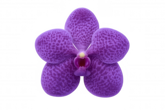 Vanda orchid flower blooming with vibrant purple petals and spotted textures, isolated beauty on transparent background