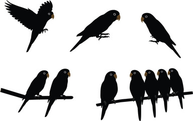 Parrot silhouette vector set showing flying, perched, group poses, tropical bird behavior for wildlife, nature, animal stock illustration