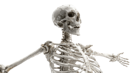 3d rendered illustration of a human skeleton isolated on white background