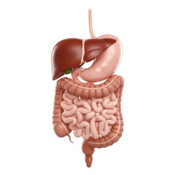 Anatomy of a Human Digestive System with Liver and Stomach