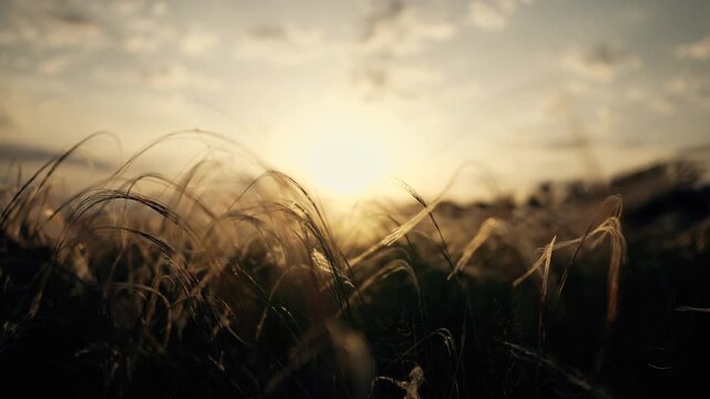 Swaying grass at sunset across field and meadow under sun with backlit silhouette and soft bokeh over blade in warm golden light as wind moves grass and blade forming serene sunrise and sunset aura