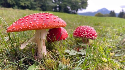 fly agaric mushroom