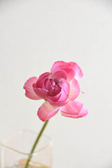 Obraz premium ピンクのラナンキュラス