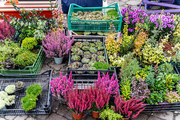 Colorful variety of potted plants and flowers at outdoor market