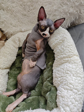 A cute Minskin kitten lies on its back a bed. A rare breed of hairless cats with short legs. The kitten lies in its bed in a funny pose surrounded by white pillows. 