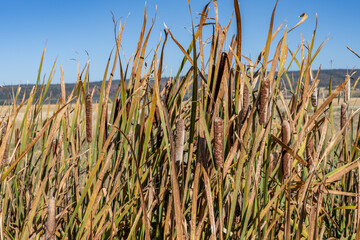 Typha latifolia is a perennial herbaceous wetland plant in the genus Typha. bulrush. common bulrush.  1450 N, Ashton is a city in Fremont County, Idaho. Snake River Plain. 

