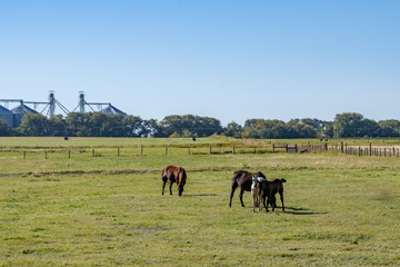 Obraz premium The horse (Equus ferus caballus) is a domesticated, one-toed, hoofed mammal. 1450 N, Ashton is a city in Fremont County, Idaho. Snake River Plain. 