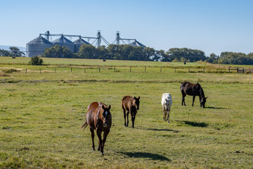 The horse (Equus ferus caballus) is a domesticated, one-toed, hoofed mammal. 1450 N, Ashton is a city in Fremont County, Idaho. Snake River Plain. 
