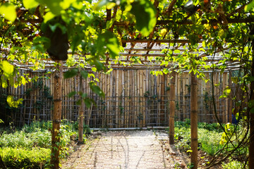 Beautiful Rooftop arbor for climbing plants of tropical garden in natural sunlight