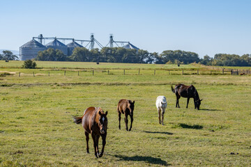 The horse (Equus ferus caballus) is a domesticated, one-toed, hoofed mammal. 1450 N, Ashton is a...