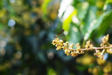 Close up dragonfly on blooming mango flower bouquet blossom in natural sunlight. copy space