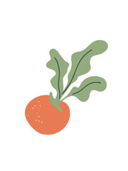 vector illustration organic root vegetable