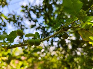 close up of Takokak plant bearing fruit, with the scientific name (Solanum torvum) and belonging to the eggplant family (Solanaceae)