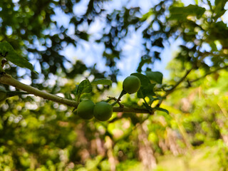 close up of Takokak plant bearing fruit, with the scientific name (Solanum torvum) and belonging to the eggplant family (Solanaceae)