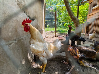 white rooster in the backyard coop