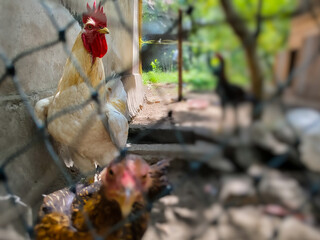 white rooster in the backyard coop © Riza faryunanda